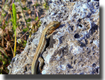 Podarcis peloponnesiacus